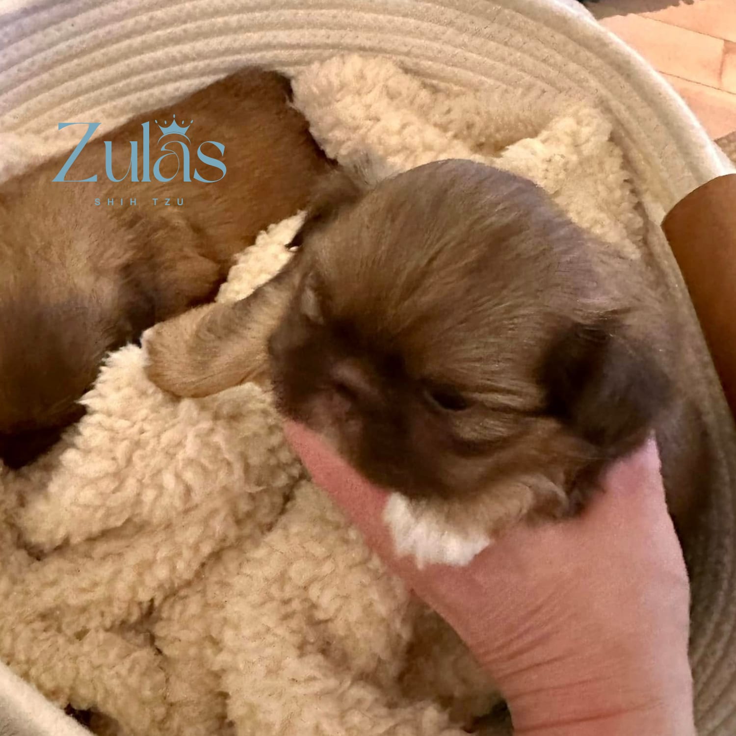 Shih Tzu puppies raised at home at Zulas Shih Tzu of Maine