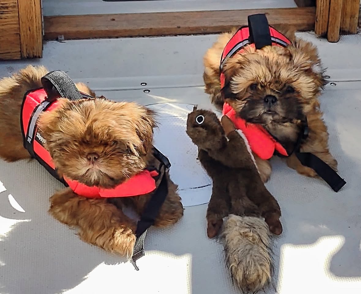 Shih Tzu at Zulas Shih Tzu of Maine