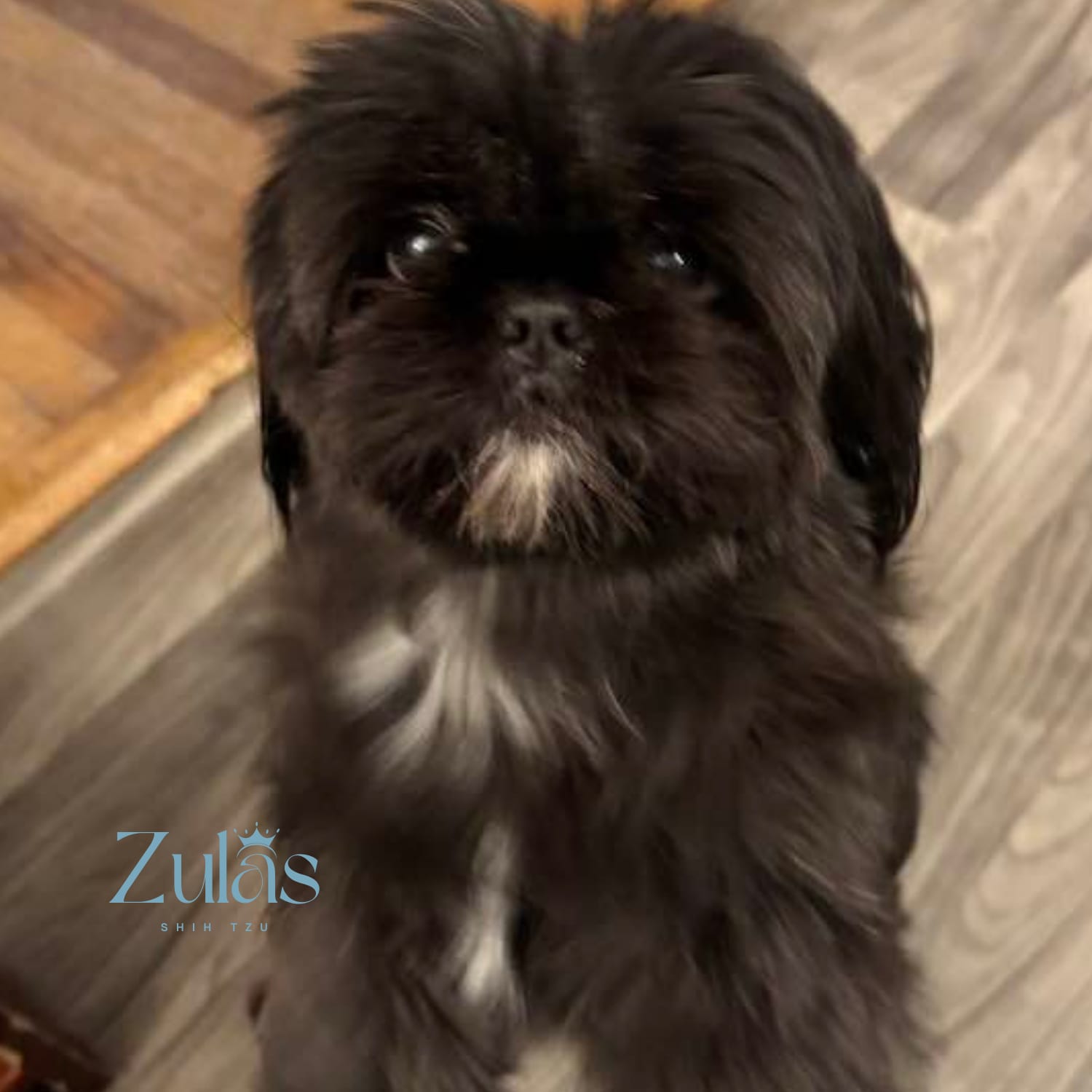zulas shih tzu of maine (1) Zulas Shih Tzu of Maine